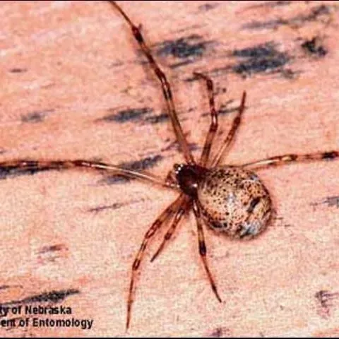 thumbnail for publication: The Common House Spider, Parasteatoda tepidariorum (C.L. Koch) (Arachnida: Araneae: Theridiidae)